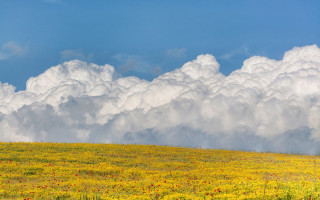 Horse clouds field sunset scene - colorful cloud free wallpaper