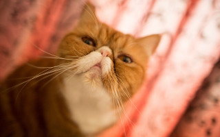 Surprised cat looking up pink - its face and nose free wallpaper