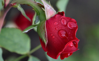 Red rose water droplets macro 15 - a green background and a blurry background free wallpaper