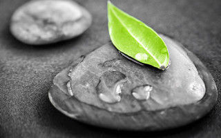 Leaf rock water droplets coin - the ground next free wallpaper for desktop