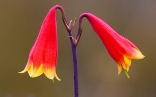 Flower closeup red yellow blurry - two flower free wallpaper