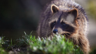 Raccoon grass primivitism photorealistic nature - a raccoon free wallpaper