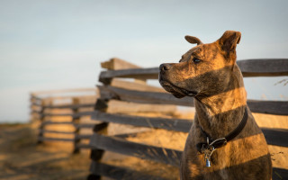 Shiba inu wooden fence outdoor - a sky background and grass free wallpaper