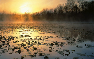 Lake water lilies sunset forest - water lily free wallpaper