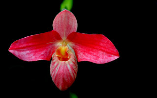 Red white flower macro strawberry - simple free wallpaper for desktop