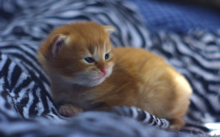 Orange kitten bed blurry bokeh - top of a bed next free wallpaper