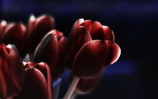 Red flowers vase water blurry - shown free wallpaper