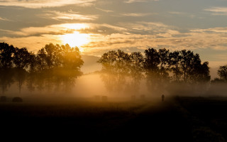 Foggy field person trees sunset - a foggy field free wallpaper