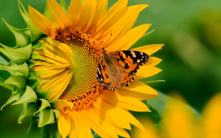 Butterfly sunflower field summer vibrancy - a butterfly free wallpaper for desktop