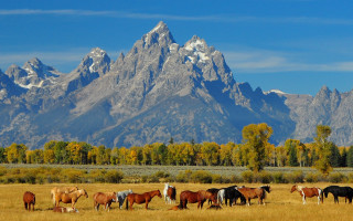 Horses mountains field sky clouds - field next free wallpaper
