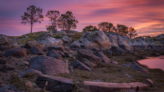 Rocky shore tree water sunset - a tree and a body of water free wallpaper