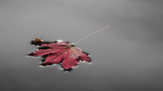 Leaf floating hook aurora starry - digital photography free wallpaper for desktop