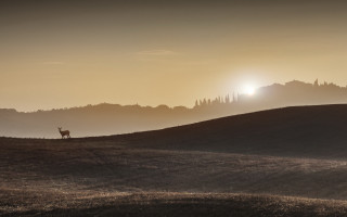 Lone animal hill sunset sun - a hill free wallpaper