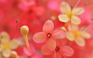 Flower bokeh macro pink yellow - petal free wallpaper