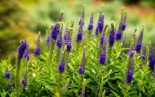Purple flower garden blurry background - a garden area free wallpaper for desktop