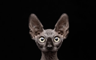 Hairless cat big eyes looking - big eye free wallpaper
