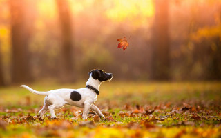 Dog playing leaf autumn sunset - a dog free wallpaper