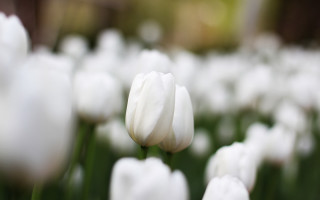 White flower bokeh shallow depth 2 - a blurry background of them free wallpaper