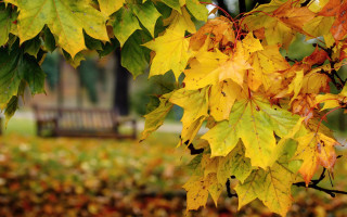 Autumn leaves green bench blurry - a bench free wallpaper