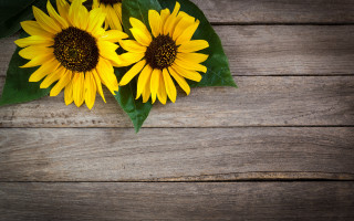 Sunflowers wooden table leaves petals - summer vibrancy free wallpaper