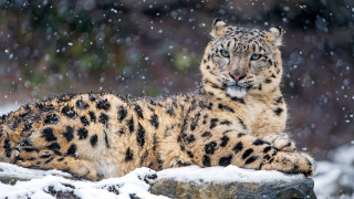 Snow leopard rock snow falling - a snow leopard free wallpaper