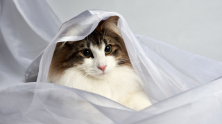 White cat hiding plastic bag - plastic free wallpaper