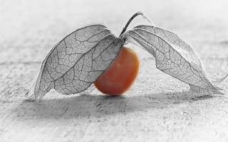 Leaf cherry table white background - single free wallpaper