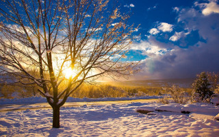 Snowy tree sunshine road winter - the cloud free wallpaper