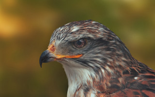 Bird prey closeup openmouth sharpteeth - a close up of a bird free wallpaper