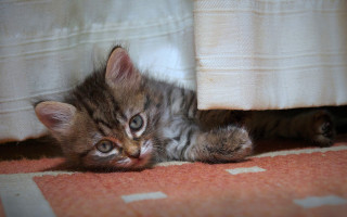 Kitten under bed curious superflat - tiny free wallpaper