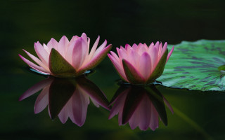 Pink water lilies reflection lily - the surface of the water free wallpaper