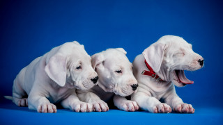 White puppies yawning blue background - elke vogelsang free wallpaper