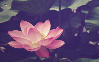 Pink lotus green leaves blue - a few cloud free wallpaper for desktop