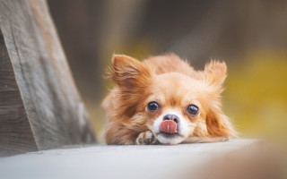 Small dog tongue out bench - a tongue free wallpaper