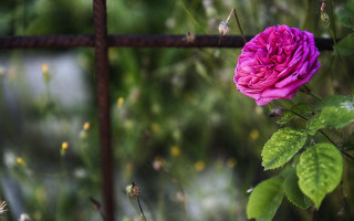 Pink rose fence garden bokeh - ann thetis blacker free wallpaper for desktop