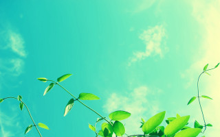 Green bamboo leaf branch sky - a plant free wallpaper