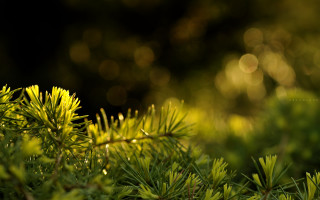Pine branch bokeh lens flare - the leaf free wallpaper