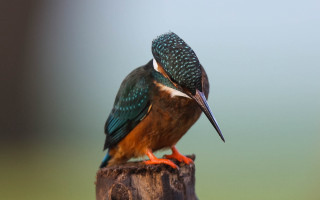 Bird beak post water sky - a wooden post free wallpaper