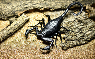 Scorpion rock sand 3d render - farid mansour free wallpaper for desktop
