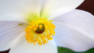 White flower macro sunflower yellow - a white flower free wallpaper