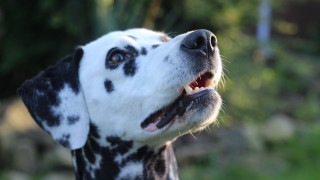 Dalmatian open mouth tongue out - mouth free wallpaper