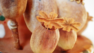 Horse flower leaf table photorealism - its back free wallpaper for desktop