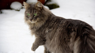 Cat green eyes snow walking 2 - in the snow free wallpaper