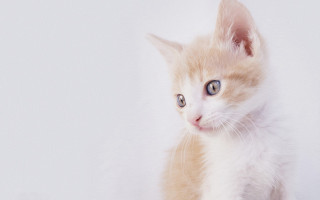 Small kitten blue eyes white 2 - white background free wallpaper