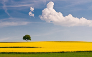 Lone tree yellow flower blue 3 - under a blue sky free wallpaper
