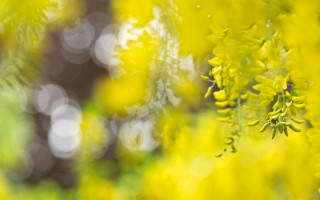 Yellow flower field autumn impressionism - yellow flower free wallpaper