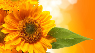 Sunflower blurry autumn fireworks orange - sunflower free wallpaper
