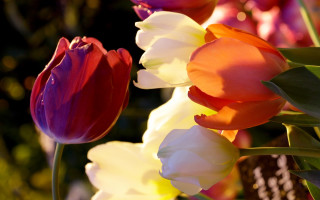 Flowers vase table water droplets - rich free wallpaper