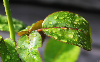 Green leaf water drops macro 41 - a black background behind free wallpaper