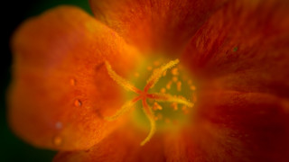 Flower red center yellow stamens - a yellow staman free wallpaper for desktop